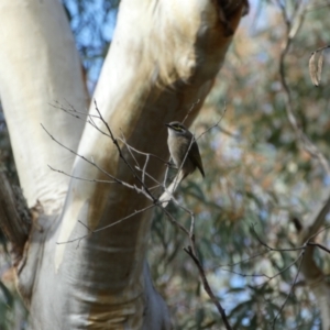 Caligavis chrysops at Googong, NSW - 3 Jul 2022