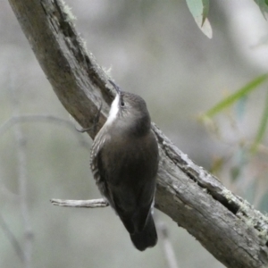 Cormobates leucophaea at Googong, NSW - 3 Jul 2022 04:42 PM