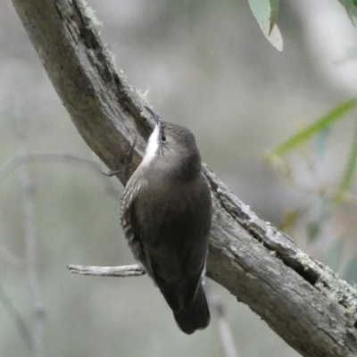 Cormobates leucophaea (White-throated Treecreeper) at Googong, NSW - 3 Jul 2022 by Steve_Bok