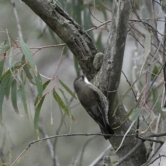 Cormobates leucophaea at Googong, NSW - 3 Jul 2022 04:42 PM