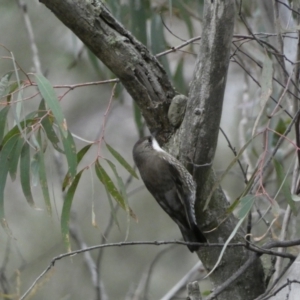 Cormobates leucophaea at Googong, NSW - 3 Jul 2022 04:42 PM