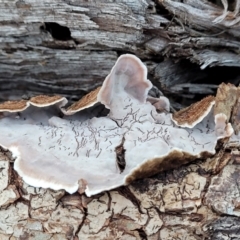 Xylobolus illudens (Purplish Stereum) at Point 455 - 3 Jul 2022 by trevorpreston