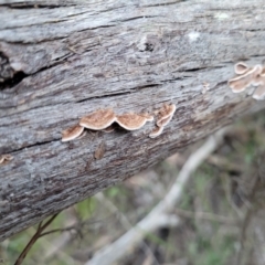 Xylobolus illudens at Bruce, ACT - 4 Jul 2022