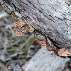 Xylobolus illudens at Bruce, ACT - 4 Jul 2022 07:39 AM