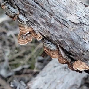 Xylobolus illudens at Bruce, ACT - 4 Jul 2022