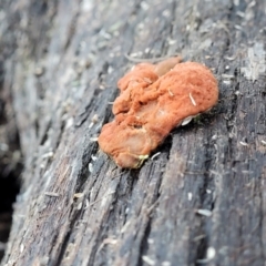 Trametes coccinea (Scarlet Bracket) at Bruce, ACT - 3 Jul 2022 by trevorpreston