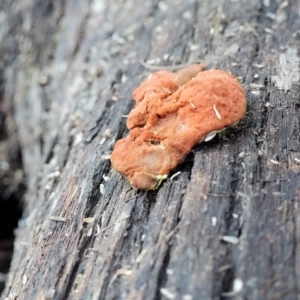 Pycnoporus coccineus at Bruce, ACT - 4 Jul 2022