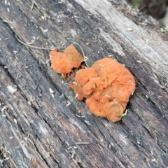 Trametes coccinea at Bruce, ACT - 4 Jul 2022