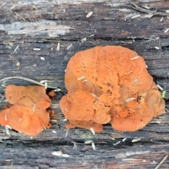 Trametes coccinea at Bruce, ACT - 4 Jul 2022 07:40 AM