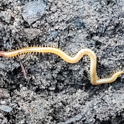 Geophilomorpha sp. (order) (Earth or soil centipede) at Point 604 - 3 Jul 2022 by trevorpreston