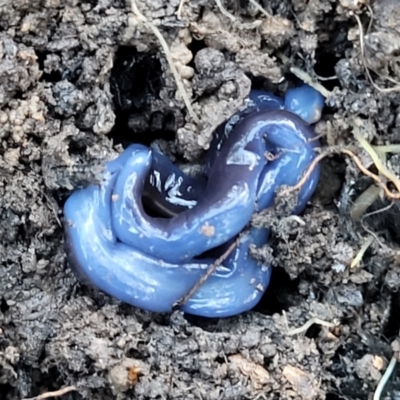 Caenoplana coerulea (Blue Planarian, Blue Garden Flatworm) at Point 604 - 3 Jul 2022 by trevorpreston