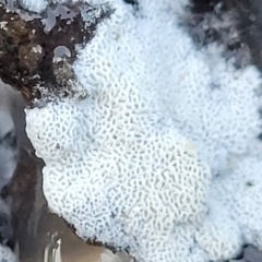 zz flat polypore - white(ish) at Gossan Hill - 3 Jul 2022 by trevorpreston