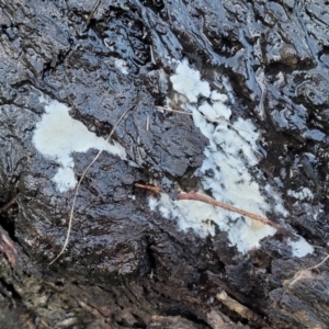 zz flat polypore - white(ish) at Bruce, ACT - 4 Jul 2022