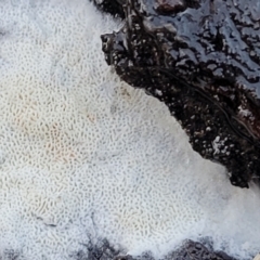 zz flat polypore - white(ish) at Bruce, ACT - 4 Jul 2022