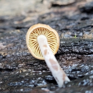 zz agaric (stem; gills not white/cream) at Bruce, ACT - 4 Jul 2022 07:53 AM