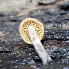 Unidentified Cap on a stem; gills below cap [mushrooms or mushroom-like] (TBC) at Bruce, ACT - 3 Jul 2022 by trevorpreston