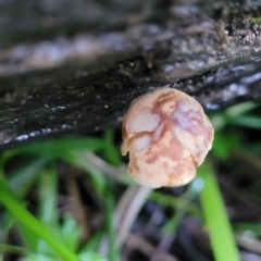 zz agaric (stem; gills not white/cream) at Bruce, ACT - 4 Jul 2022