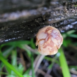 zz agaric (stem; gills not white/cream) at Bruce, ACT - 4 Jul 2022 07:53 AM