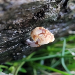 zz agaric (stem; gills not white/cream) at Bruce, ACT - 4 Jul 2022 07:53 AM