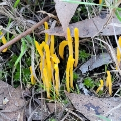 Clavulinopsis amoena (Yellow club) at Bruce, ACT - 4 Jul 2022 by trevorpreston