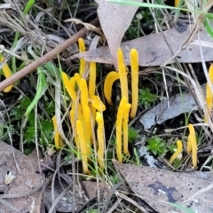 Clavulinopsis amoena (Yellow club) at Bruce, ACT - 3 Jul 2022 by trevorpreston