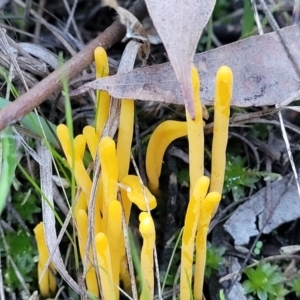 Clavulinopsis amoena at Bruce, ACT - 4 Jul 2022