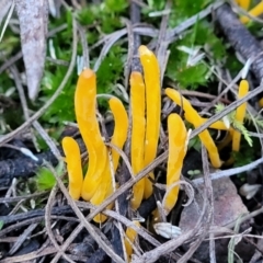 Clavulinopsis amoena at Bruce, ACT - 4 Jul 2022