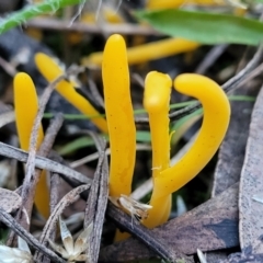 Clavulinopsis amoena at Bruce, ACT - 4 Jul 2022