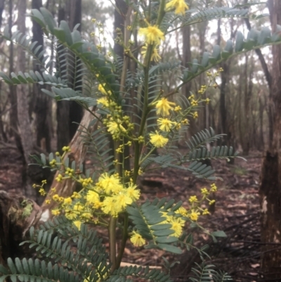 Acacia terminalis (Sunshine Wattle) at Lower Boro, NSW - 2 Jul 2022 by mcleana