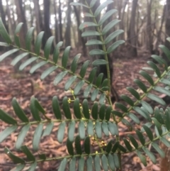 Acacia terminalis at Lower Boro, NSW - 2 Jul 2022 10:03 AM