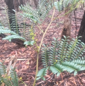 Acacia terminalis at Lower Boro, NSW - 2 Jul 2022 10:03 AM