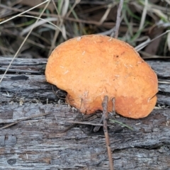 Trametes coccinea (Scarlet Bracket) at Bruce Ridge to Gossan Hill - 4 Jul 2022 by trevorpreston