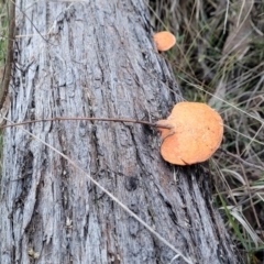 Pycnoporus coccineus at Bruce, ACT - 4 Jul 2022
