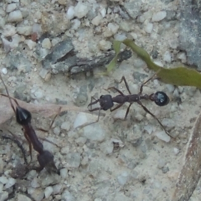 Myrmecia sp. (genus) (Bull ant or Jack Jumper) at Tidbinbilla Nature Reserve - 13 Feb 2022 by michaelb