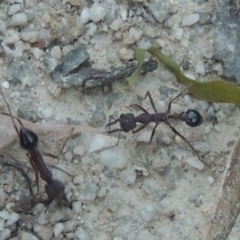 Myrmecia sp. (genus) (Bull ant or Jack Jumper) at Paddys River, ACT - 13 Feb 2022 by michaelb