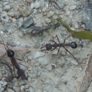 Myrmecia sp. (genus) (Bull ant or Jack Jumper) at Paddys River, ACT by michaelb