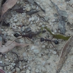 Myrmecia sp. (genus) at Paddys River, ACT - 13 Feb 2022