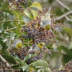 Ligustrum lucidum (Large-leaved Privet) at Calwell, ACT - 2 Jul 2022 by trevsci