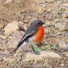 Petroica phoenicea (Flame Robin) at Theodore, ACT - 4 Jul 2022 by owenh