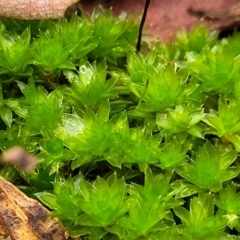 Bryaceae (family) (A moss) at Bruce, ACT - 4 Jul 2022 by trevorpreston