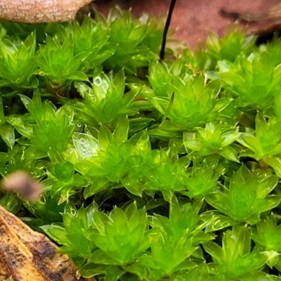 Bryaceae (family) (A moss) at Bruce, ACT - 4 Jul 2022 by trevorpreston