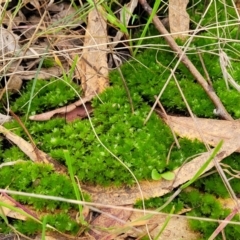 Bryaceae (family) at Bruce, ACT - 4 Jul 2022 01:26 PM