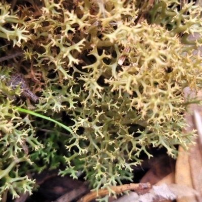 Cladia aggregata (A lichen) at Bruce, ACT - 4 Jul 2022 by trevorpreston