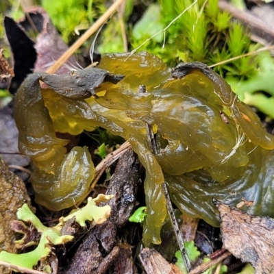 Nostoc sp. (genus) (A cyanobacterium) at Flea Bog Flat, Bruce - 4 Jul 2022 by trevorpreston