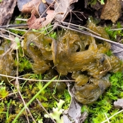 Nostoc sp. (genus) at Bruce, ACT - 4 Jul 2022