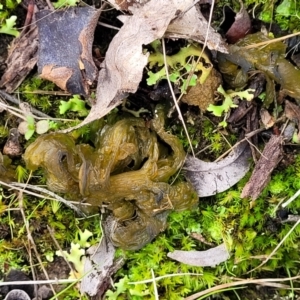 Nostoc sp. (genus) at Bruce, ACT - 4 Jul 2022