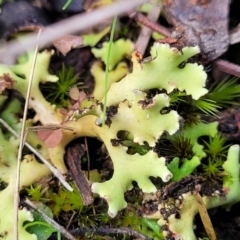 Heterodea sp. (A lichen) at Flea Bog Flat, Bruce - 4 Jul 2022 by trevorpreston