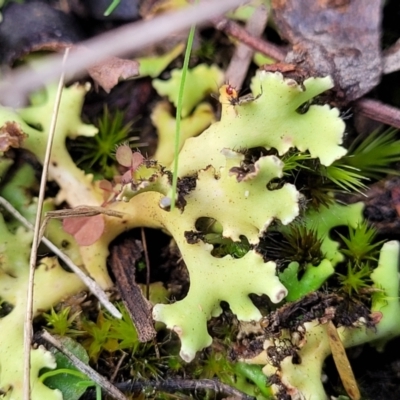 Heterodea sp. (A lichen) at Bruce, ACT - 4 Jul 2022 by trevorpreston