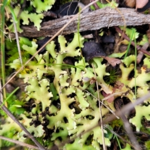 Heterodea sp. at Bruce, ACT - 4 Jul 2022 01:09 PM