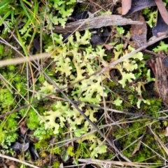 Heterodea sp. at Bruce, ACT - 4 Jul 2022 01:09 PM